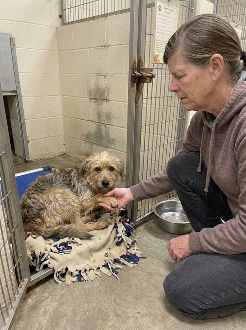 Support Our Senior Dogs